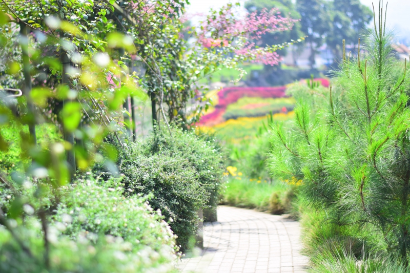 paysagiste-BRIANCONNET-min_landscape-tree-nature-forest-light-plant-1588789-pxhere.com